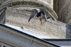 Faucon pèlerin - Falco peregrinus - Peregrine Falcon<br>Région Parisienne