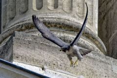 Faucon pèlerin - Falco peregrinus - Peregrine Falcon<br>Région Parisienne