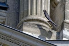 Faucon pèlerin - Falco peregrinus - Peregrine Falcon<br>Région Parisienne