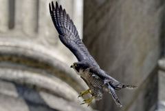 Faucon pèlerin - Falco peregrinus - Peregrine Falcon<br>Région Parisienne