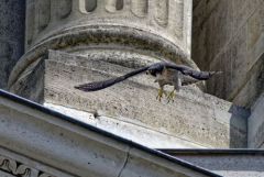Faucon pèlerin - Falco peregrinus - Peregrine Falcon<br>Région Parisienne