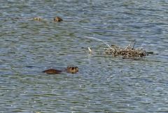 Ragondin - Myocastor coypus<br>Région parisienne