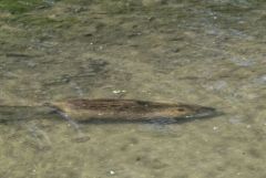 Ragondin - Myocastor coypus<br>Région parisienne