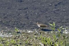 Chevalier guignette - Actitis hypoleucos - Common Sandpiper<br>