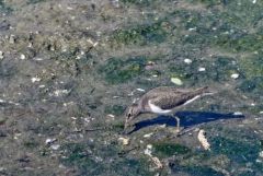 Chevalier guignette - Actitis hypoleucos - Common Sandpiper<br>