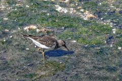 Chevalier guignette - Actitis hypoleucos - Common Sandpiper<br>