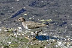 Chevalier guignette - Actitis hypoleucos - Common Sandpiper<br>