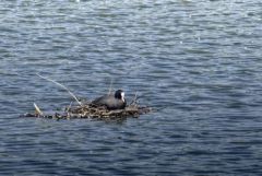 Foulque macroule - Fulica atra - Eurasian Coot<br>Région parisienne