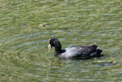 Foulque macroule - Fulica atra - Eurasian Coot<br>Région parisienne