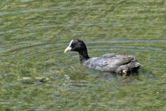 Foulque macroule - Fulica atra - Eurasian Coot<br>Région parisienne