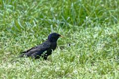 Étourneau sansonnet - Sturnus vulgaris - Common Starling<br>Région Parisienne