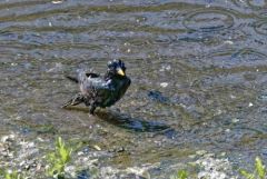 Étourneau sansonnet - Sturnus vulgaris - Common Starling<br>Région Parisienne