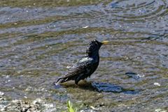 Étourneau sansonnet - Sturnus vulgaris - Common Starling<br>Région Parisienne