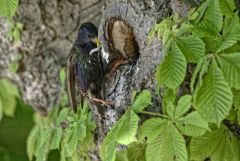 Étourneau sansonnet - Sturnus vulgaris - Common Starling<br>Région Parisienne
