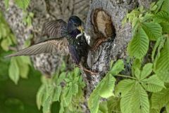 Étourneau sansonnet - Sturnus vulgaris - Common Starling<br>Région Parisienne