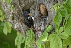 Étourneau sansonnet - Sturnus vulgaris - Common Starling<br>Région Parisienne
