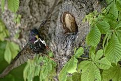 Étourneau sansonnet - Sturnus vulgaris - Common Starling<br>Région Parisienne