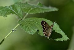 Le Tircis - Pararge aegeria - Speckled Wood<br>Région Parisienne