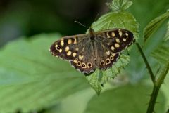 Le Tircis - Pararge aegeria - Speckled Wood<br>Région Parisienne