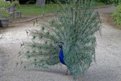 Paon bleu - Pavo cristatus - Indian Peafowl<br>Région parisienne