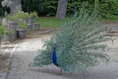 Paon bleu - Pavo cristatus - Indian Peafowl<br>Région parisienne