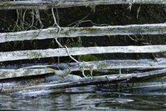 Bergeronnette des ruisseaux juvénile - Motacilla cinerea - Grey Wagtail<br>Région parisienne
