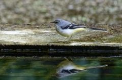 Bergeronnette des ruisseaux juvénile - Motacilla cinerea - Grey Wagtail<br>Région parisienne