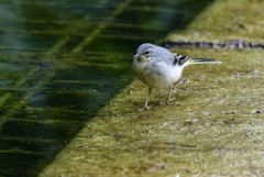 Bergeronnette des ruisseaux juvénile - Motacilla cinerea - Grey Wagtail<br>Région parisienne