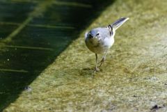 Bergeronnette des ruisseaux juvénile - Motacilla cinerea - Grey Wagtail<br>Région parisienne