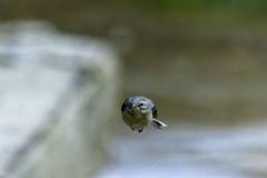Bergeronnette des ruisseaux juvénile - Motacilla cinerea - Grey Wagtail<br>Région parisienne