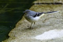 Bergeronnette des ruisseaux juvénile - Motacilla cinerea - Grey Wagtail<br>Région parisienne