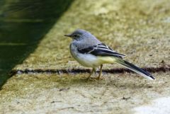 Bergeronnette des ruisseaux juvénile - Motacilla cinerea - Grey Wagtail<br>Région parisienne