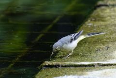 Bergeronnette des ruisseaux juvénile - Motacilla cinerea - Grey Wagtail<br>Région parisienne
