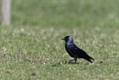 Choucas des tours - Coloeus monedula - Western Jackdaw<br>Région parisienne