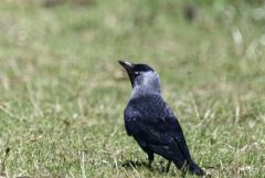 Choucas des tours - Coloeus monedula - Western Jackdaw<br>Région parisienne