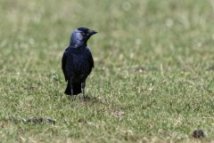 Choucas des tours - Coloeus monedula - Western Jackdaw<br>Région parisienne