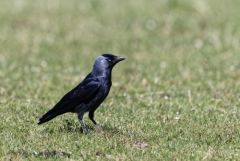 Choucas des tours - Coloeus monedula - Western Jackdaw<br>Région parisienne