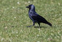 Choucas des tours - Coloeus monedula - Western Jackdaw<br>Région parisienne