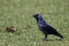 Choucas des tours - Coloeus monedula - Western Jackdaw<br>Région parisienne