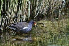 Gallinule poule-d'eau - Gallinula chloropus - Common Moorhen<br>Région Parisienne