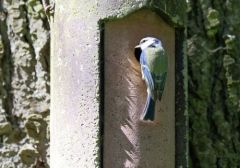 Mésange bleue - Cyanistes caeruleus - Eurasian Blue Tit<br>Région parisienne