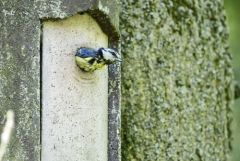 Mésange bleue - Cyanistes caeruleus - Eurasian Blue Tit<br>Région parisienne