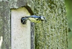 Mésange bleue - Cyanistes caeruleus - Eurasian Blue Tit<br>Région parisienne
