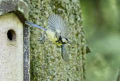 Mésange bleue - Cyanistes caeruleus - Eurasian Blue Tit<br>Région parisienne