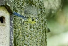 Mésange bleue - Cyanistes caeruleus - Eurasian Blue Tit<br>Région parisienne
