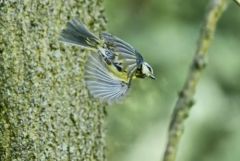 Mésange bleue - Cyanistes caeruleus - Eurasian Blue Tit<br>Région parisienne