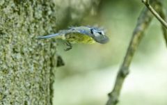 Mésange bleue - Cyanistes caeruleus - Eurasian Blue Tit<br>Région parisienne