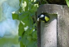 Mésange charbonnière - Parus major - Great Tit<br>Région parisienne