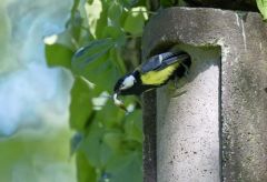 Mésange charbonnière - Parus major - Great Tit<br>Région parisienne