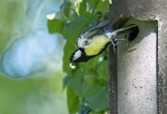 Mésange charbonnière - Parus major - Great Tit<br>Région parisienne